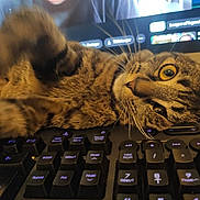 Mona a rejoint le concours — aidez-le/la à gagner de superbes lots ! cat, tabby, keyboard, computer, pet, playful, closeup, indoor, feline, whiskers, curious, technology, monitor, screen, keys, animal, domestic, fur, cute, home