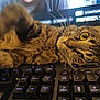 cat, tabby, keyboard, computer, pet, playful, closeup, indoor, feline, whiskers, curious, technology, monitor, screen, keys, animal, domestic, fur, cute, home