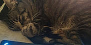 Mona participe au concours pour gagner de l'argent avec cette photo : cat, tabby, sleeping, keyboard, computer, indoor, pet, fur, cozy, resting, closeup, whiskers, paw, technology, glowing, electronics, comfort, relaxation, home, animal