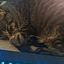 cat, tabby, sleeping, keyboard, computer, indoor, pet, fur, cozy, resting, closeup, whiskers, paw, technology, glowing, electronics, comfort, relaxation, home, animal