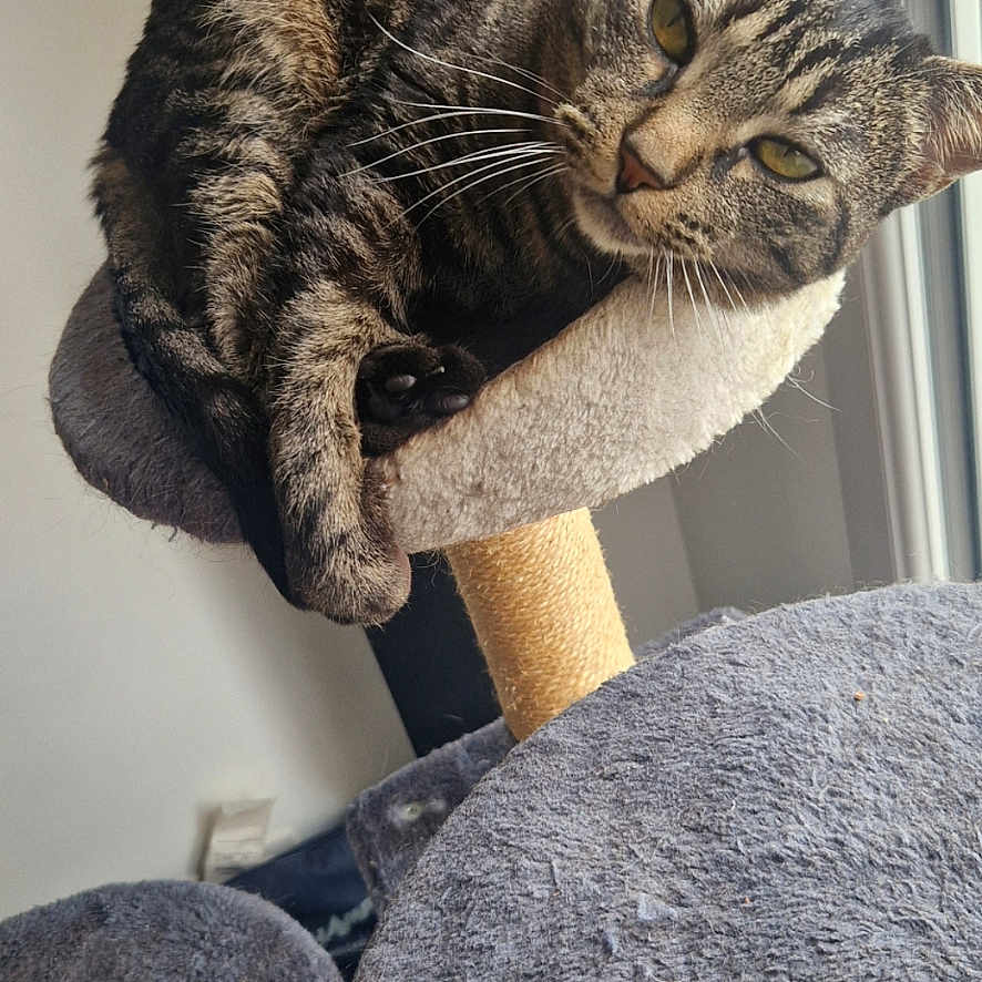 Mona participe au concours pour gagner de l'argent avec cette photo : animal, cat, cat_tree, companion, cozy, cute, domestic, feline, fur, indoor, mammal, paw, perch, pet, relaxed, resting, sleepy, tabby_cat, whiskers, window
