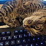 cat, tabby_cat, keyboard, computer, indoor, pet, feline, close_up, resting, lying_down, yellow_eyes, whiskers, paw, brown_fur, striped_fur, technology, blue_lights, curious, domestic_cat, home