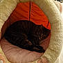 cat, tabby, sleeping, pet_bed, plush, cozy, indoor, feline, animal, resting, soft, cute, paw_shaped_bed, orange, pink, relaxed, fur, domestic_animal, comfort, cuddly