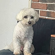 Uby participe au concours pour gagner de l'argent avec cette photo : animal, brick_wall, calm, canine, chair, companion, cute, cute_pet, dog, domestic_animal, fluffy, fur, furniture, household, indoor, pet, portrait, sitting, small_dog, white_dog