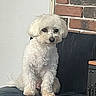 animal, brick_wall, calm, canine, chair, companion, cute, cute_pet, dog, domestic_animal, fluffy, fur, furniture, household, indoor, pet, portrait, sitting, small_dog, white_dog