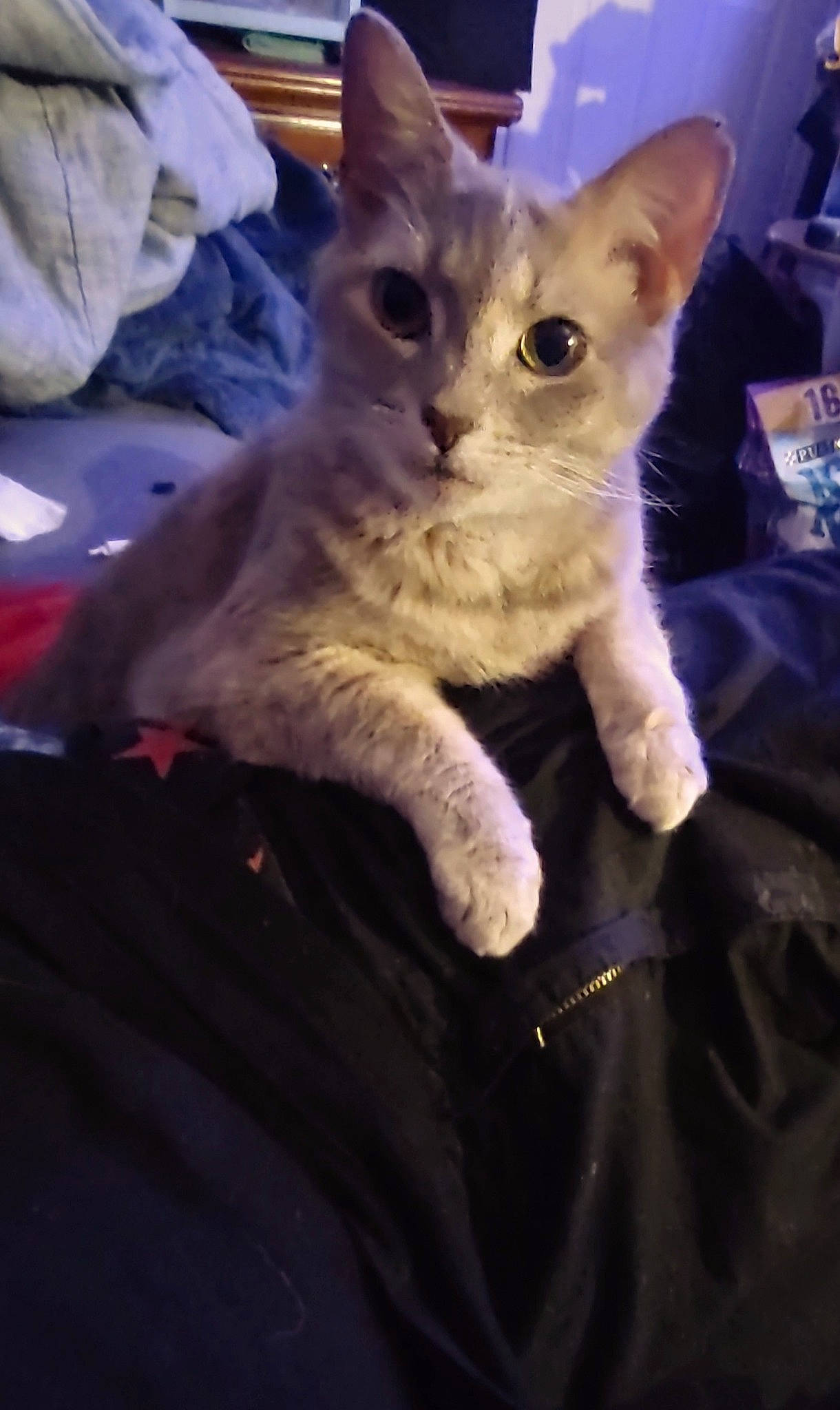 Butterfly is registered to the contest to win money with this photo: carnivore, cat, claw, comfort, domestic_short_haired_cat, fawn, felidae, fur, paw, sitting, small_to_medium_sized_cats, snout, tail, terrestrial_animal, whiskers