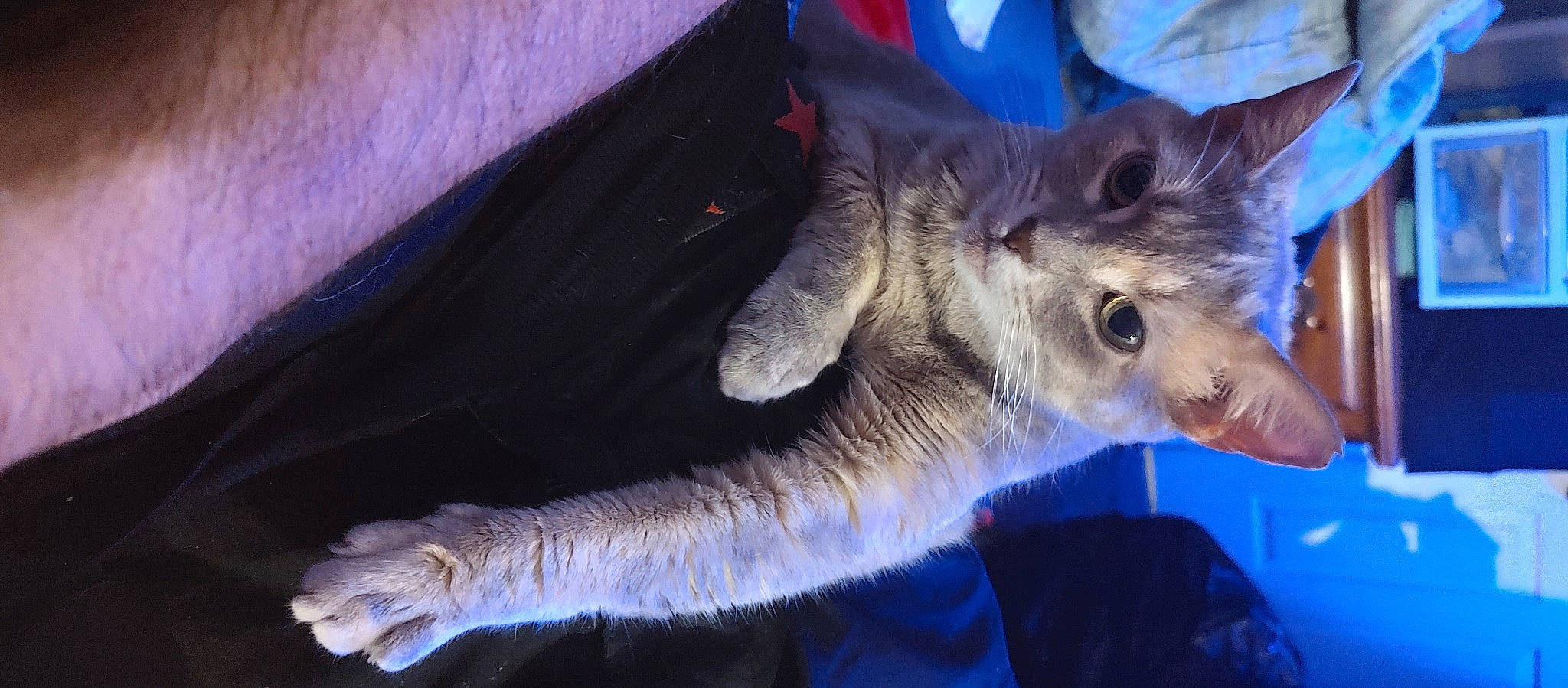 Butterfly joined the competition — help win amazing prizes! canidae, carnivore, cat, claw, domestic_short_haired_cat, electric_blue, fawn, felidae, fur, gesture, paw, small_to_medium_sized_cats, snout, tail, terrestrial_animal, whiskers, wildlife, wing