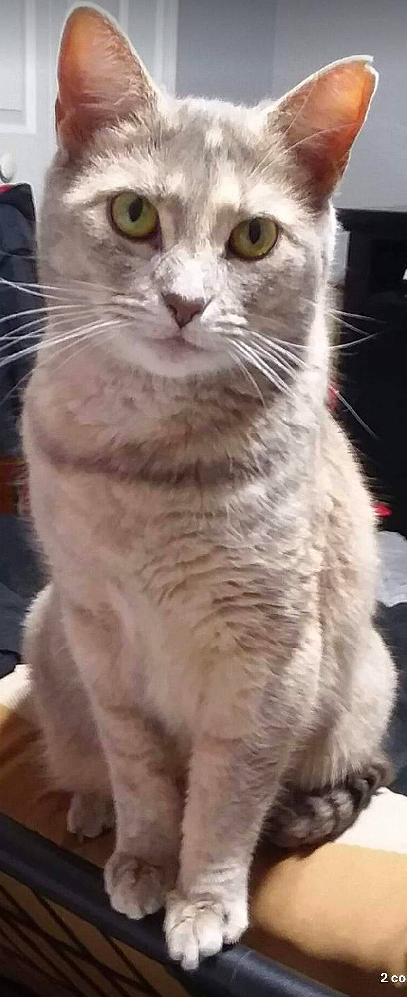 Butterfly is registered to the contest to win money with this photo: carnivore, cat, domestic_short_haired_cat, door, event, eye, felidae, fur, iris, small_to_medium_sized_cats, snout, terrestrial_animal, whiskers, window