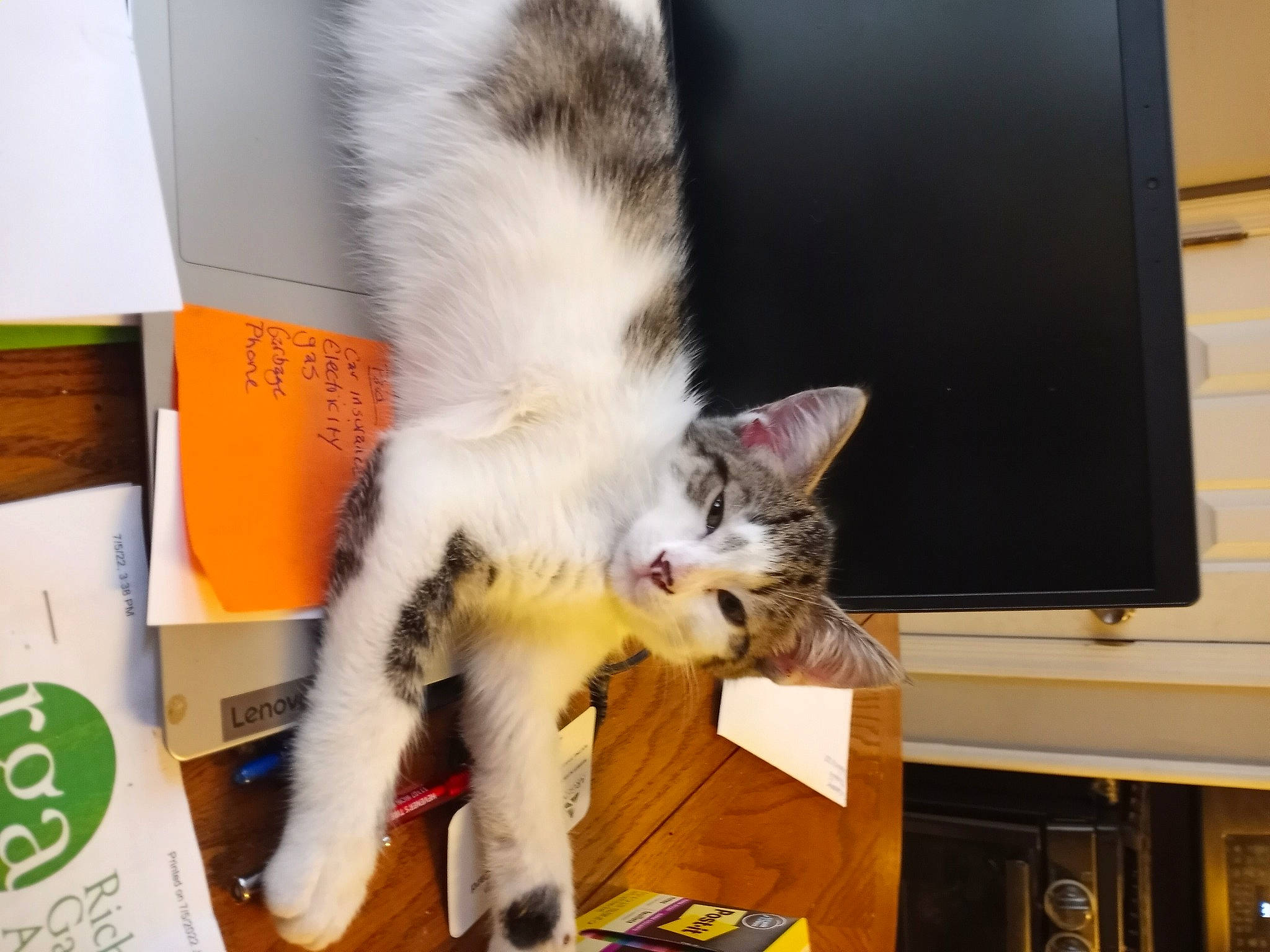 Lucifurr joined the competition — help win amazing prizes! bookcase, box, cardboard, carnivore, cat, claw, domestic_short_haired_cat, felidae, fur, lap, paper_product, paw, plant, publication, room, shelf, small_to_medium_sized_cats, tail, whiskers