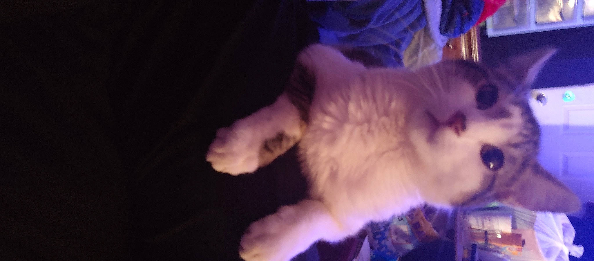 Lucifurr joined the competition — help win amazing prizes! canidae, carnivore, cat, companion_dog, darkness, dog_breed, electric_blue, event, fawn, felidae, fur, night, paw, purple, small_to_medium_sized_cats, snout, sporting_group, tail, whiskers