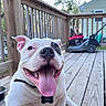 Spudley joined the competition — help win amazing prizes! animal, black_patch, canine, close_up, collar, daylight, dog, domestic_animal, happy, lawn_mower, outdoor, panting, pet, playful, railing, smiling, tongue_out, trees, white_dog, wooden_deck