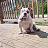 Spudley joined the competition — help win amazing prizes! animal, black_patch, canine, collar, cute, daytime, dog, greenery, house, outdoor, pet, porch, puppy, sitting, suburban, sunlight, white_dog, wooden_floor, wooden_railings, young_dog