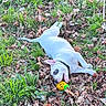 animal, chewing, collar, cute, daylight, dog, fall_leaves, grass, greenery, happy, leaves, lying_down, nature, outdoor, pet, pineapple_toy, playful, playing, toy, white_dog