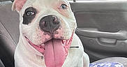 Spudley is registered to the contest to win money with this photo: animal, black_patch, car_interior, car_seat, close_up, cute, daylight, dog, green_grass, happy, house, human_arm, indoor, pet, portrait, seatbelt, smiling, tongue_out, white_dog, window