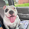 animal, black_patch, car_interior, car_seat, close_up, cute, daylight, dog, green_grass, happy, house, human_arm, indoor, pet, portrait, seatbelt, smiling, tongue_out, white_dog, window