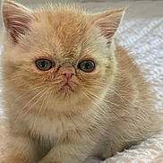 Lord Butters is registered to the contest to win money with this photo: kitten, cat, fluffy, cream_colored, pet, animal, feline, cute, small, young, whiskers, ears, eyes, face, fur, sitting, blanket, indoor, closeup, soft