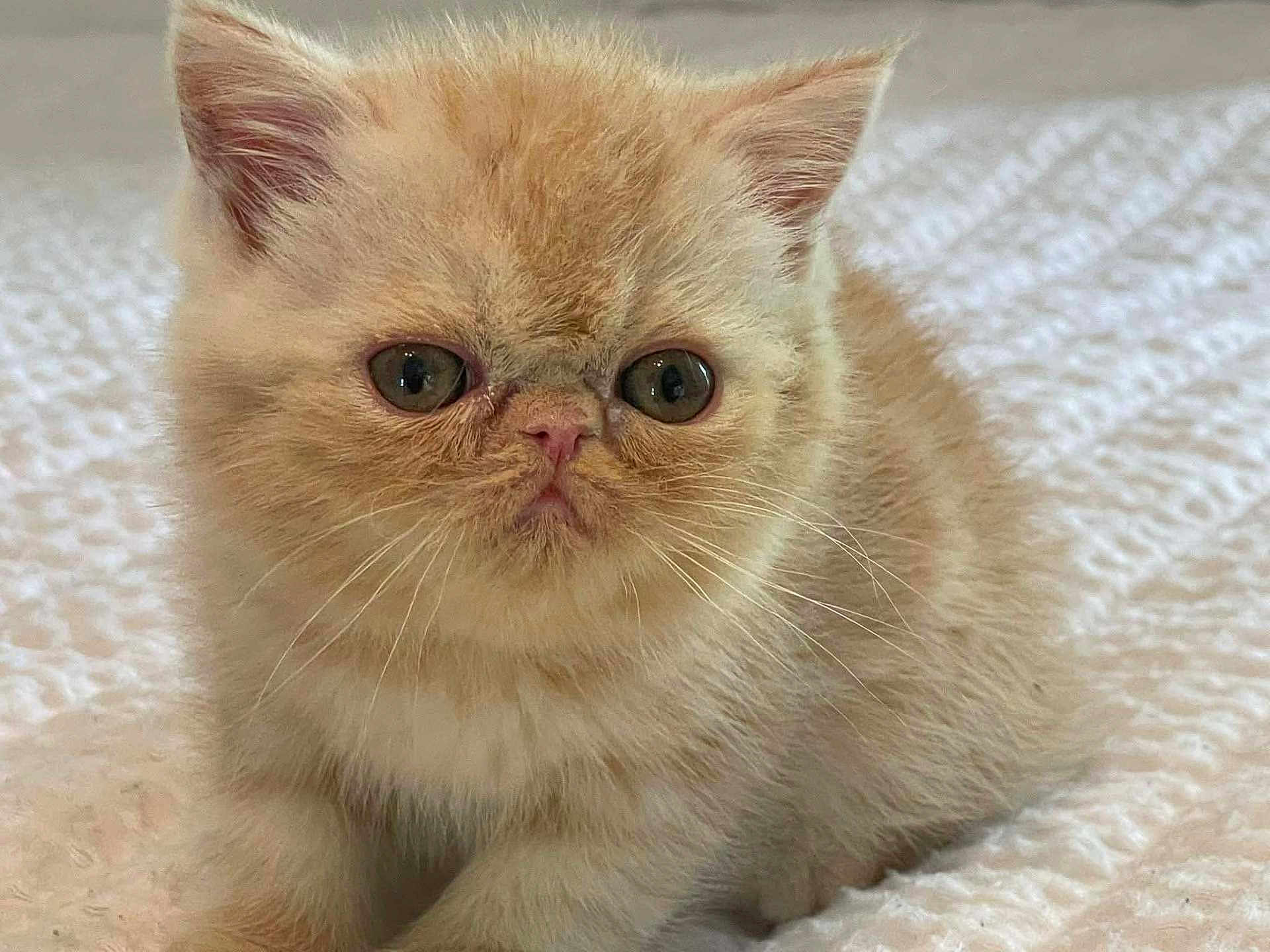 Lord Butters is registered to the contest to win money with this photo: kitten, cat, fluffy, cream_colored, pet, animal, feline, cute, small, young, whiskers, ears, eyes, face, fur, sitting, blanket, indoor, closeup, soft