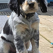 Remi joined the competition — help win amazing prizes! animal, black_and_white, canine, close_up, collar, cute, dog, domestic_animal, ears, fluffy, fur, mat, outdoor, paws, pet, puppy, sitting, sunlight, wooden_deck, young