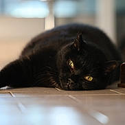 Joye participe au concours pour gagner de l'argent avec cette photo : black_cat, cat, pet, indoor, floor, tile, green_eyes, relaxed, feline, animal, paw, fur, resting, closeup, household, wooden_furniture, domestic_cat, laying_down, portrait, natural_light