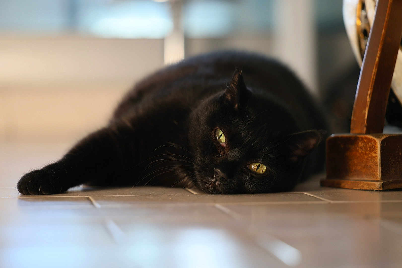Joye participe au concours pour gagner de l'argent avec cette photo : black_cat, cat, pet, indoor, floor, tile, green_eyes, relaxed, feline, animal, paw, fur, resting, closeup, household, wooden_furniture, domestic_cat, laying_down, portrait, natural_light