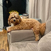 Kobe joined the competition — help win amazing prizes! dog, curly_fur, couch, indoor, lamp, wooden_floor, beige, curtains, relaxed, pet, furniture, cozy, resting, animal, living_room, fur, mammal, household, comfort, cute