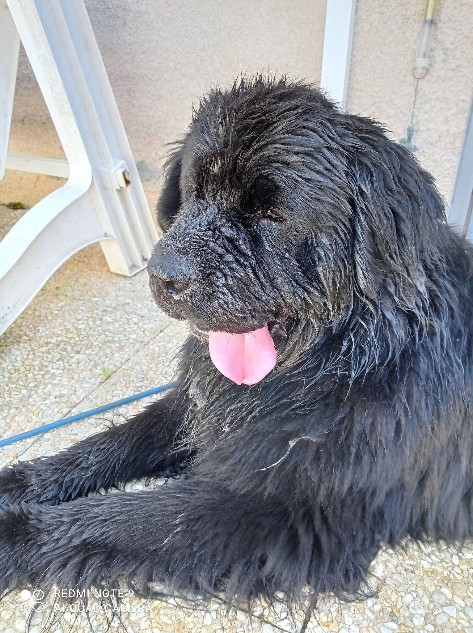 Nounours a rejoint le concours — aidez-le/la à gagner de superbes lots ! canidae, carnivore, companion_dog, dog, dog_breed, foot, fur, giant_dog_breed, liver, non_sporting_group, small_terrier, snout, sporting_group, tail, terrestrial_animal, terrier, water_dog, working_animal, working_dog