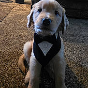 Toby joined the competition — help win amazing prizes! puppy, dog, golden_retriever, tuxedo, bandana, pet, carpet, indoor, cute, sitting, furry, animal, young, adorable, face, ears, tail, black_nose, home, cozy