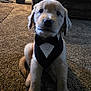 puppy, dog, golden_retriever, tuxedo, bandana, pet, carpet, indoor, cute, sitting, furry, animal, young, adorable, face, ears, tail, black_nose, home, cozy