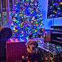 Toby joined the competition — help win amazing prizes! puppy, dog, christmas_tree, christmas_lights, pajamas, presents, gift_wrap, living_room, carpet, toy, holiday, festive, decorations, television, colorful_lights, cozy, indoor, furniture, window, couch