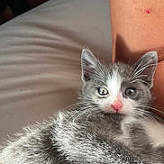 Youki participe au concours pour gagner de l'argent avec cette photo : abyssinian, angora, animal, blanket, cat, kitten, manx, person, pet, siamese