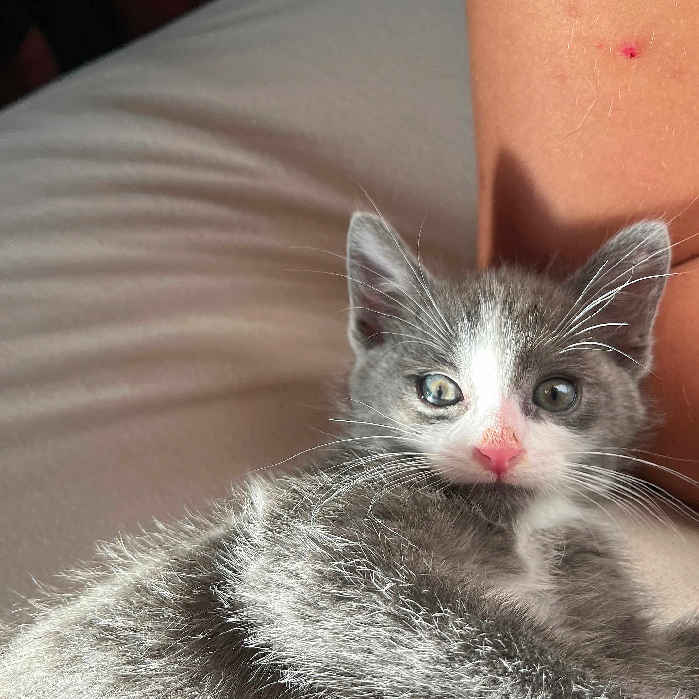 Youki participe au concours pour gagner de l'argent avec cette photo : abyssinian, angora, animal, blanket, cat, kitten, manx, person, pet, siamese