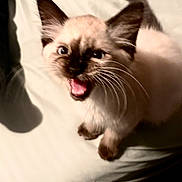 Bluey is registered to the contest to win money with this photo: kitten, siamese, cat, pet, animal, fur, whiskers, ears, paws, mouth, tongue, indoor, bed, blanket, cute, young, looking_up, small, feline, playful