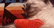 Bluey joined the competition — help win amazing prizes! cat, sleeping, toy, fish, orange, blanket, patterned, cozy, furry, paw, resting, cute, indoor, pet, animal, closeup, relaxing, comfort, soft, whiskers