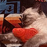 cat, sleeping, toy, fish, orange, blanket, patterned, cozy, furry, paw, resting, cute, indoor, pet, animal, closeup, relaxing, comfort, soft, whiskers