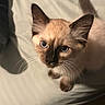 Bluey is registered to the contest to win money with this photo: cat, kitten, siamese, blue_eyes, whiskers, fur, pet, animal, bed, soft, indoor, closeup, cute, curious, looking_up, young, mammal, feline, domestic, portrait