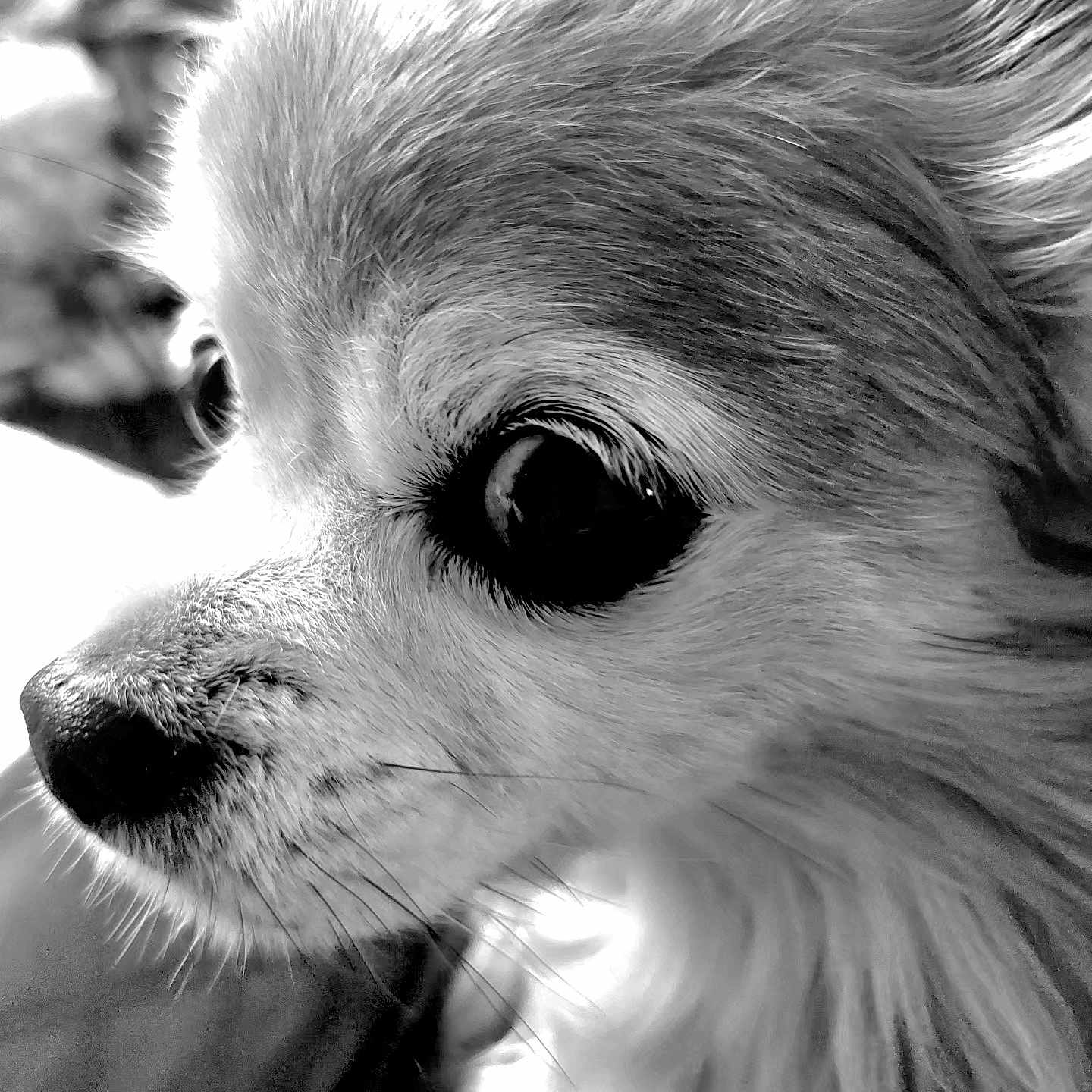 DIEGO