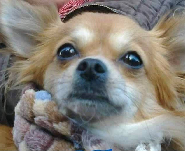 Diego participe au concours pour gagner de l'argent avec cette photo : canidae, carnivore, close_up, companion_dog, dog, dog_breed, ear, eye, eyelash, fawn, fur, hair, head, iris, liver, nose, snout, sporting_group, toy_dog, whiskers