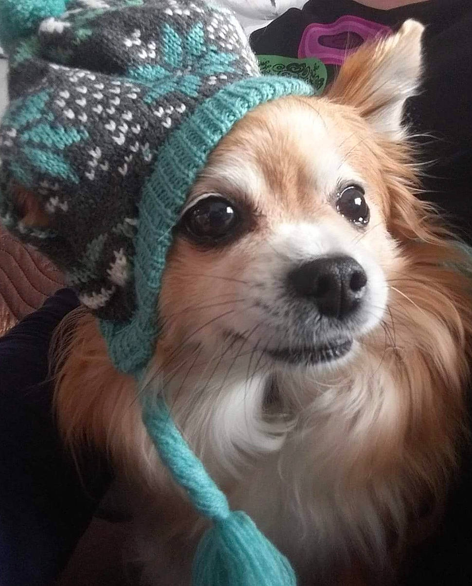 Diego participe au concours pour gagner de l'argent avec cette photo : canidae, cap, carnivore, companion_dog, dog, dog_breed, dog_clothes, dog_supply, eyewear, fawn, fur, hat, papillon, personal_protective_equipment, plant, snout, sporting_group, sunglasses, toy_dog, whiskers