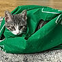 cat, kitten, green_bag, bag, carpet, floor, ears, whiskers, eyes, pet, indoor, cozy, fabric, cute, portrait, domestic_animal, looking_up, sitting, playful, furniture