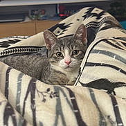 Mochi joined the competition — help win amazing prizes! cat, kitten, tabby, blanket, cozy, indoor, pet, bedding, closeup, pink_nose, whiskers, ears, fur, portrait, relaxed, looking_at_camera, television, patterned_blanket, sofa, home