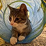 cat, kitten, tabby_cat, gray_tabby, white_paws, paws, whiskers, ears, blue_tunnel, fabric_tunnel, toy_tunnel, carpet, rug, indoor, pet, close_up, portrait, curious, cozy, domestic_animal