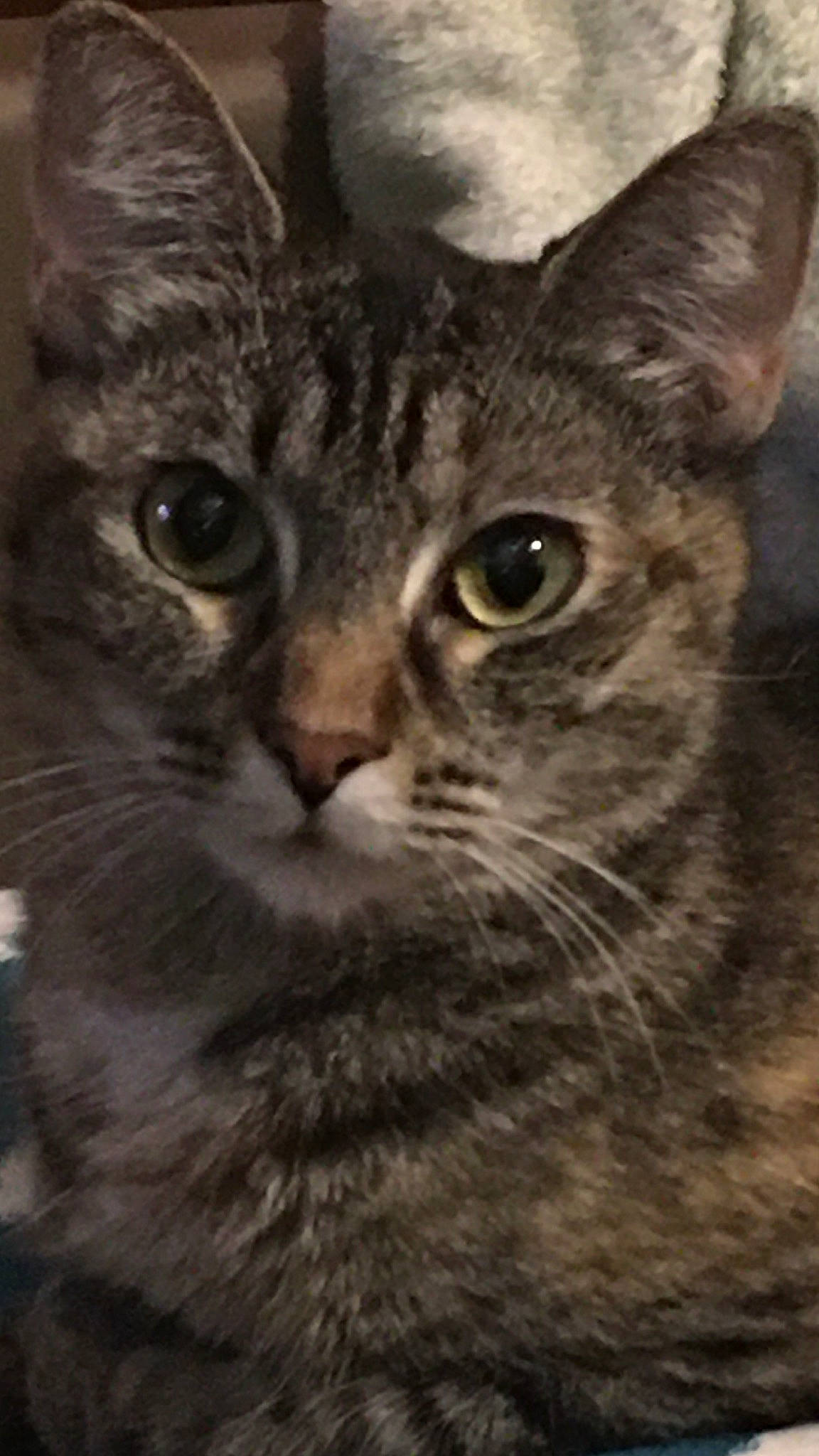 Coconuts joined the competition — help win amazing prizes! carnivore, cat, domestic_short_haired_cat, ear, felidae, fur, iris, monochrome_photography, photo_caption, small_to_medium_sized_cats, snout, terrestrial_animal, whiskers, wildlife, window