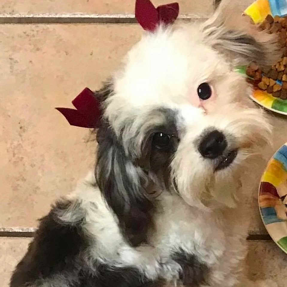 Mitzie