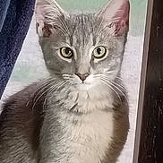 Otis Eugene joined the competition — help win amazing prizes! cat, gray_cat, white_fur, pet, animal, indoor, window, curtain, close_up, whiskers, ears, eyes, feline, fluffy, face, portrait, looking, sitting, screen, natural_light