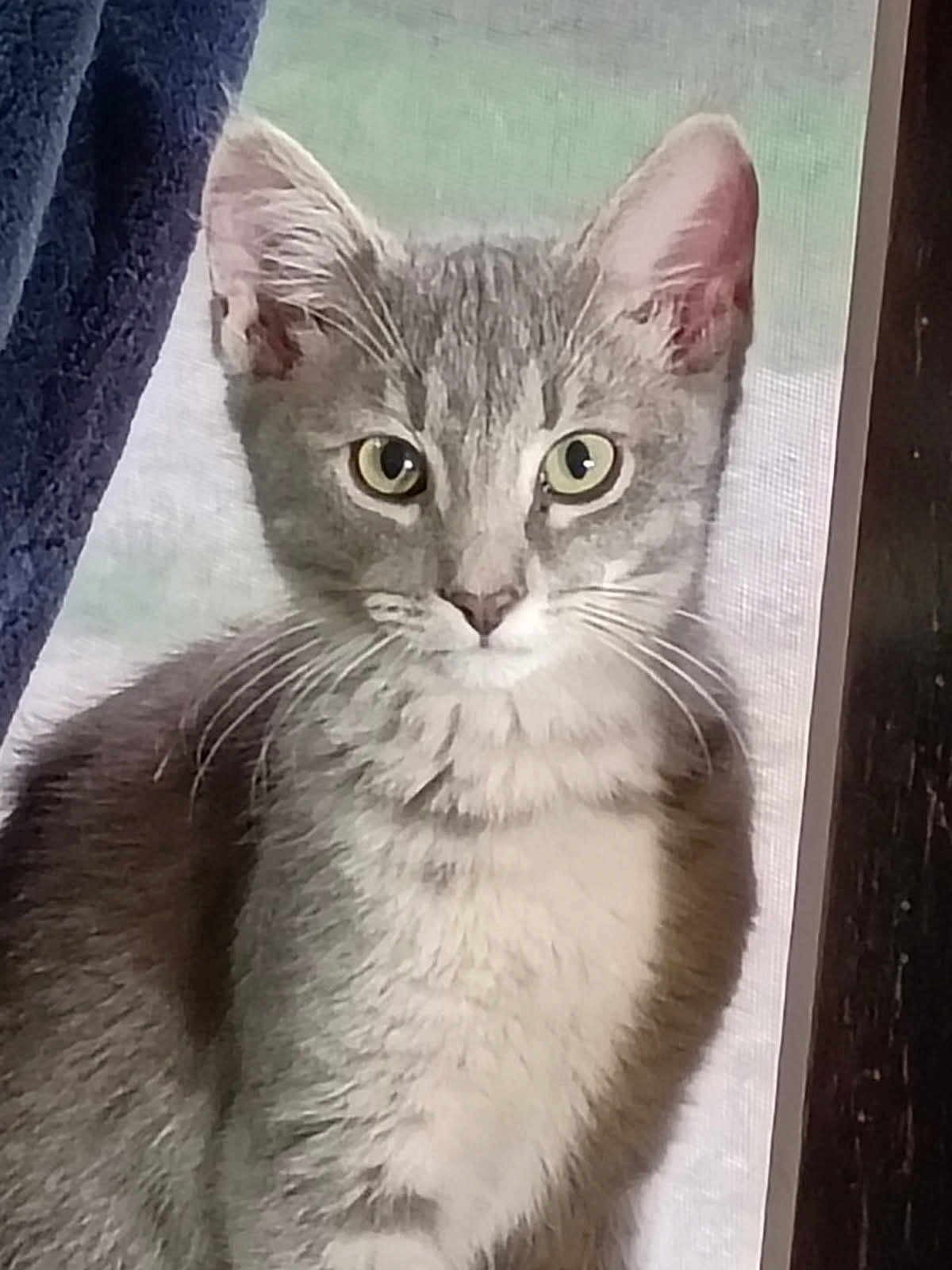 Otis Eugene joined the competition — help win amazing prizes! cat, gray_cat, white_fur, pet, animal, indoor, window, curtain, close_up, whiskers, ears, eyes, feline, fluffy, face, portrait, looking, sitting, screen, natural_light