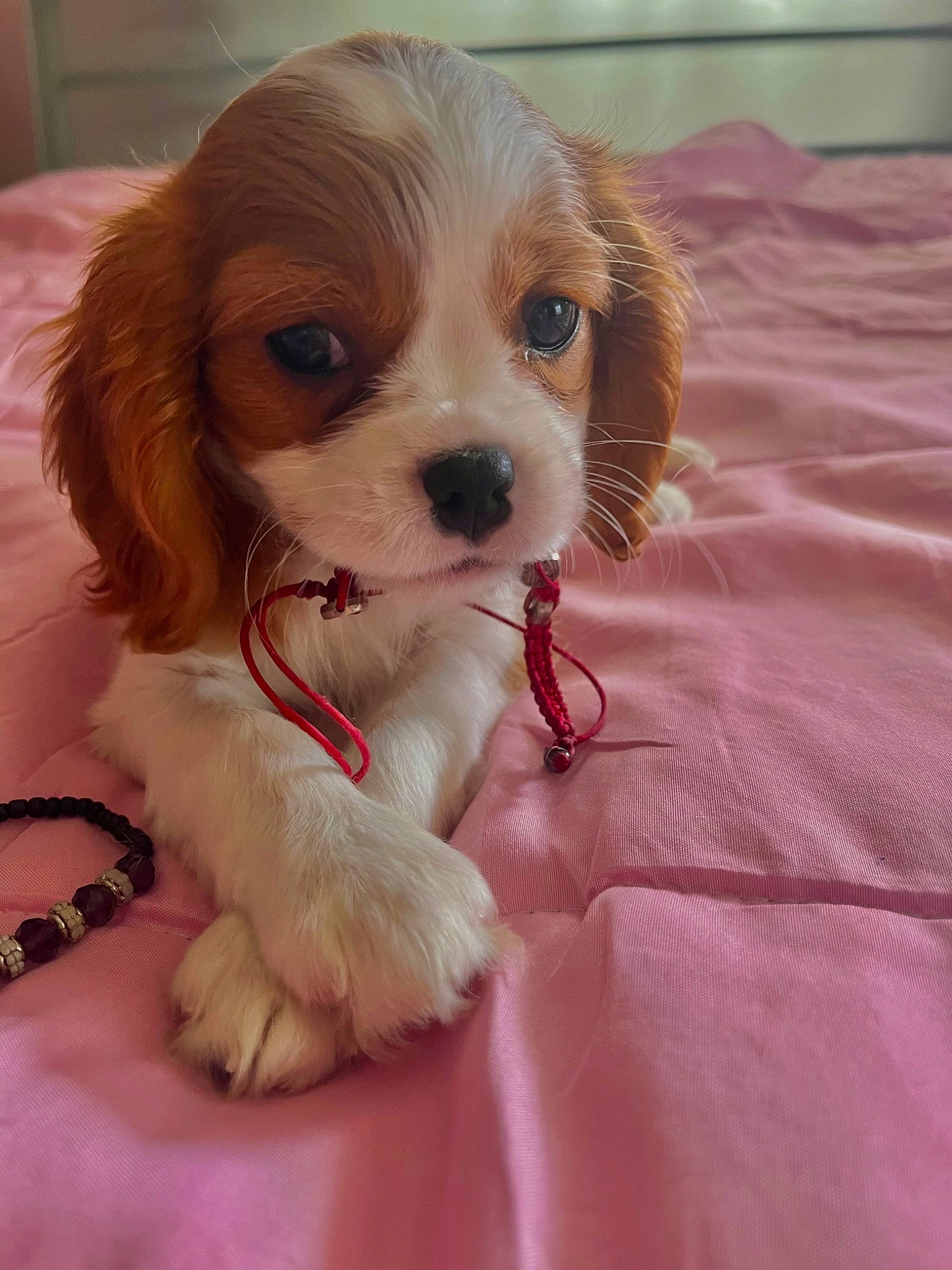 Jennie is registered to the contest to win money with this photo: canidae, carnivore, cavalier_king_charles_spaniel, companion_dog, dog, dog_breed, dog_supply, fawn, fur, liver, maltepoo, paw, puppy_love, snout, spaniel, sporting_group, toy, toy_dog, whiskers, working_animal