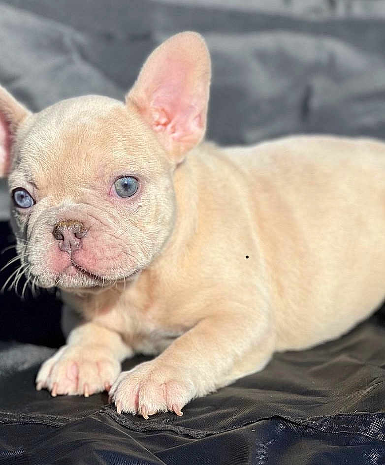 Myla