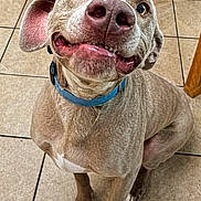 Taz is registered to the contest to win money with this photo: