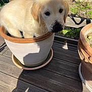 Aïsko a rejoint le concours — aidez-le/la à gagner de superbes lots ! dog, puppy, golden_retriever, flower_pot, ceramic_pot, garden, dirt_on_nose, soil, outdoor, wooden_deck, planter, sunlight, shadow, close_up, portrait, pet, cute, sitting, greenery, playful