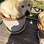 dog, puppy, golden_retriever, flower_pot, ceramic_pot, garden, dirt_on_nose, soil, outdoor, wooden_deck, planter, sunlight, shadow, close_up, portrait, pet, cute, sitting, greenery, playful